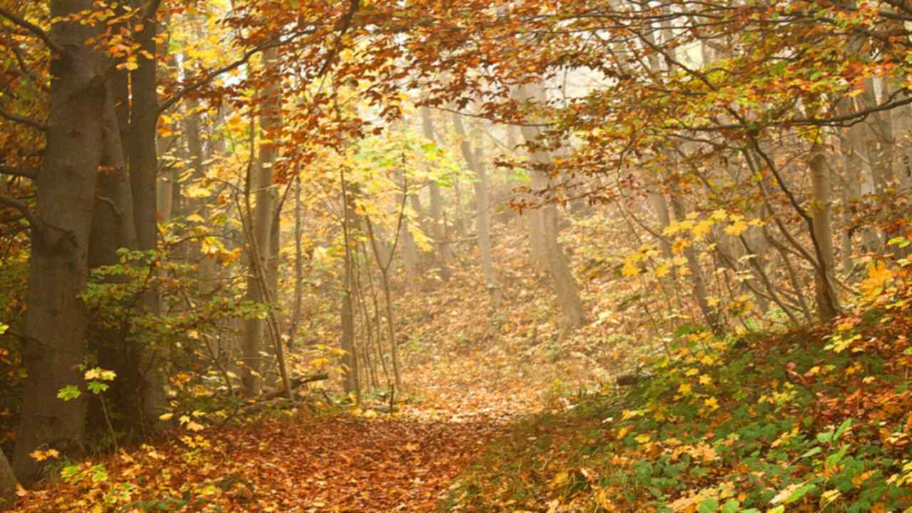 Herbstlicher Waldweg, von Laub bedeckt; bunte Blätter an den Bäumen